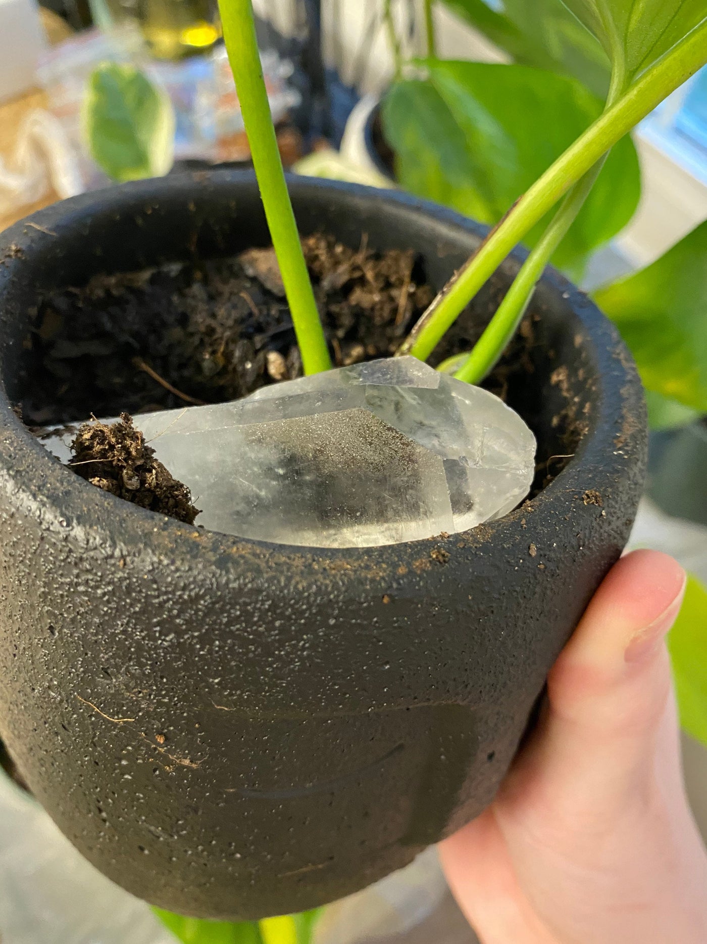Plant Crystal Pack